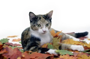 Raking is a big part of garden clean-up, but it can fall and injure a small cat.